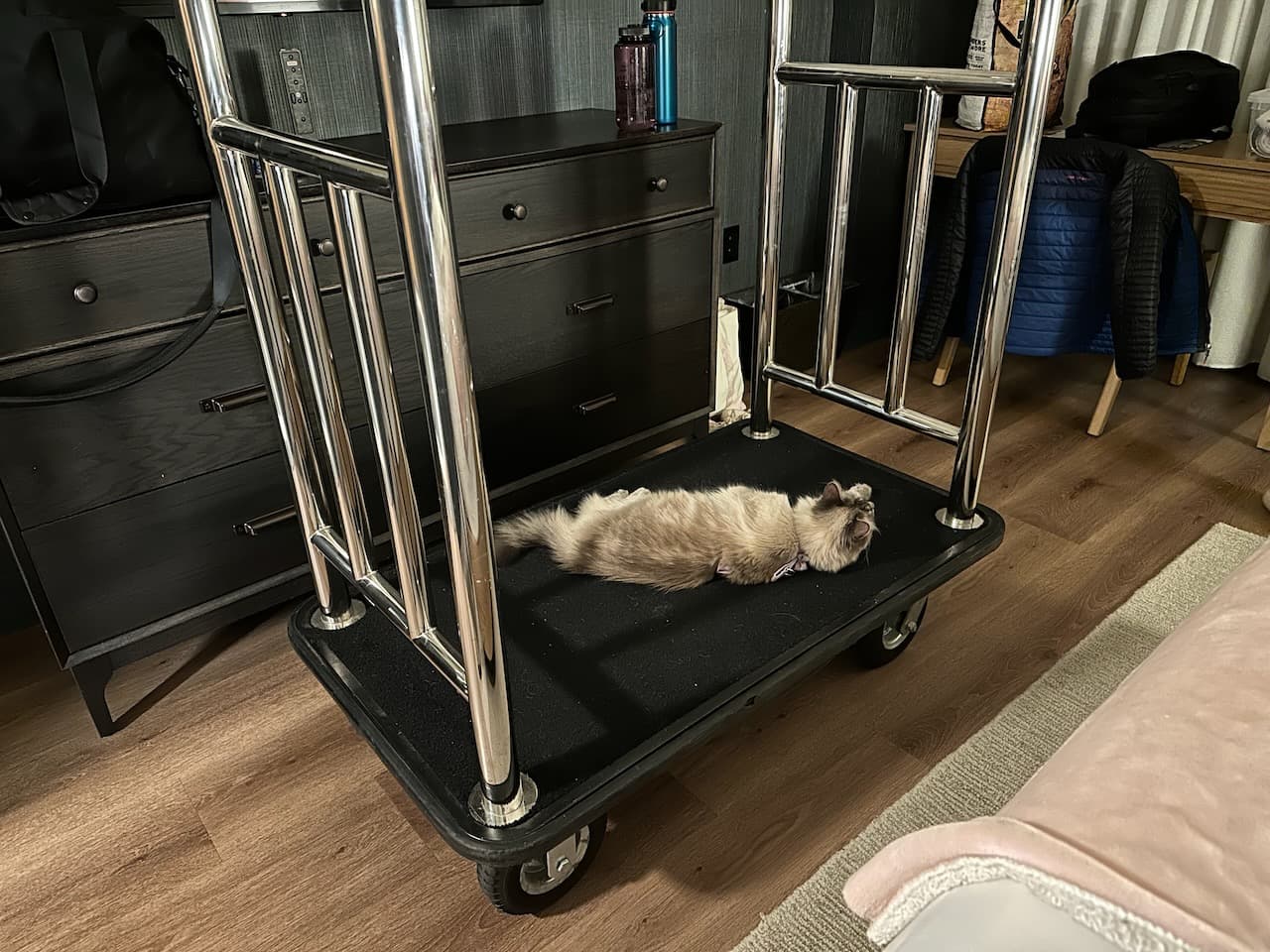 BlueBell adjusted quickly to hotel life