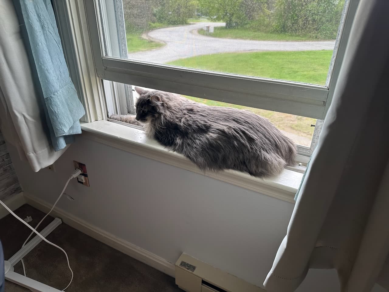 Scoop watching over the neighborhood from Sheila’s bedroom window