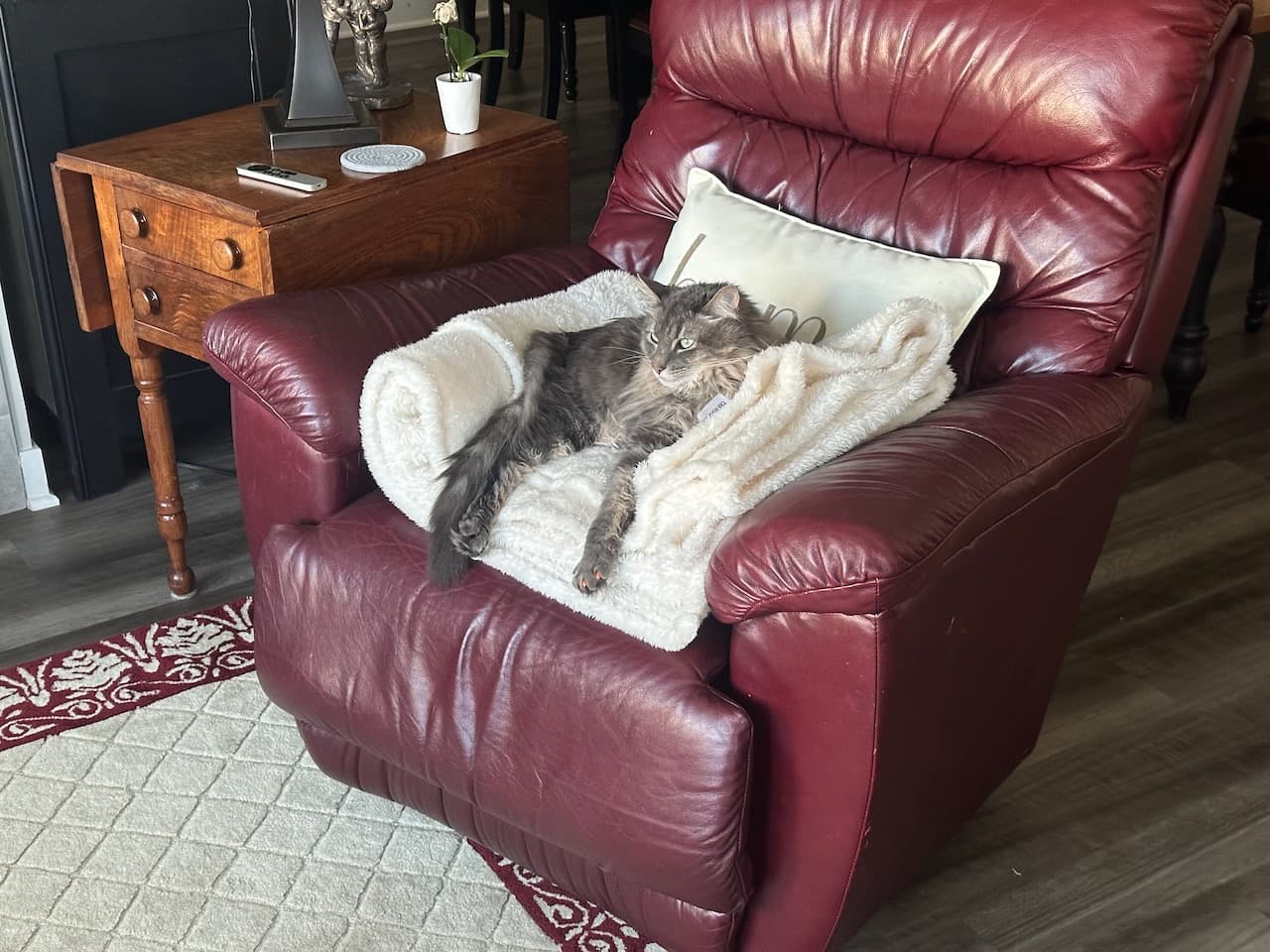 Scoop deciding he was going to claim a chair for himself this time